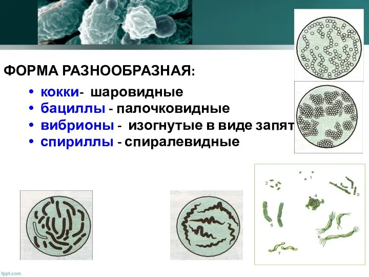 кокки- шаровидные бациллы - палочковидные вибрионы - изогнутые в виде запятой спириллы - спиралевидные ФОРМА РАЗНООБРАЗНАЯ: