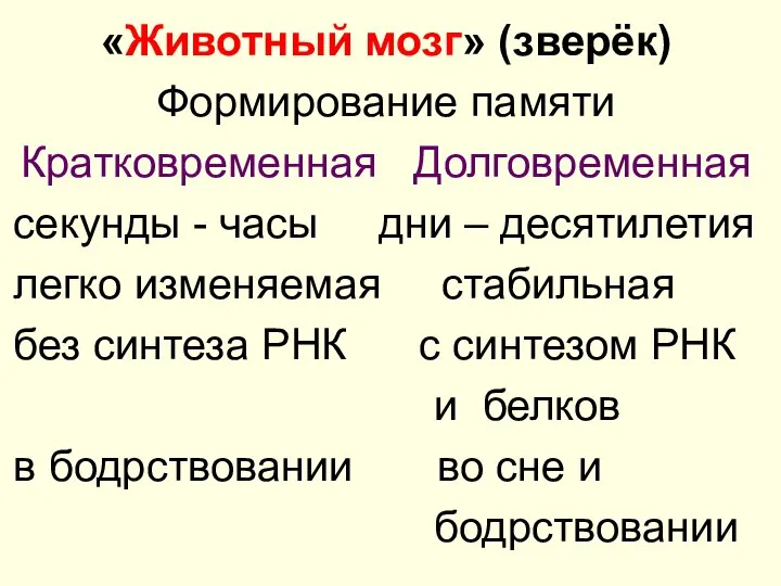 «Животный мозг» (зверёк) Формирование памяти Кратковременная Долговременная секунды - часы дни