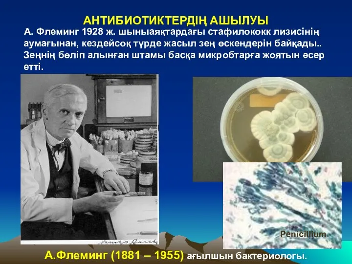 АНТИБИОТИКТЕРДІҢ АШЫЛУЫ А. Флеминг 1928 ж. шыныаяқтардағы стафилококк лизисінің аумағынан, кездейсоқ