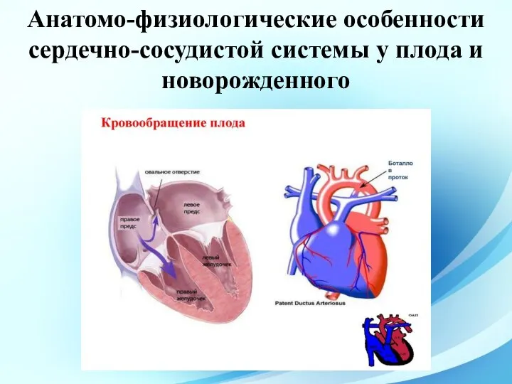 Анатомо-физиологические особенности сердечно-сосудистой системы у плода и новорожденного