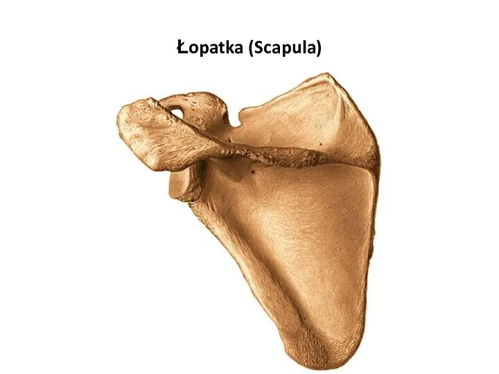 Łopatka (Scapula)