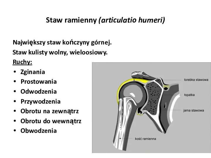 Staw ramienny (articulatio humeri) Największy staw kończyny górnej. Staw kulisty wolny,