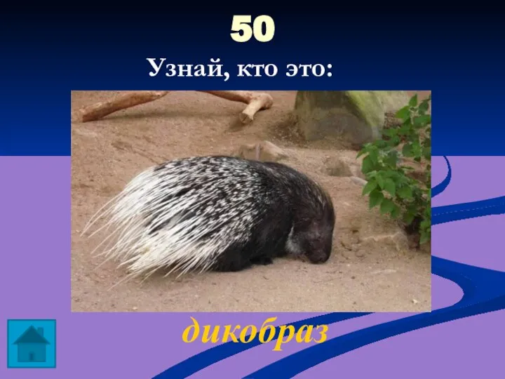 50 дикобраз Узнай, кто это: