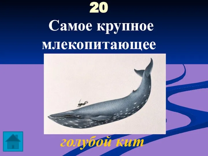 20 Самое крупное млекопитающее голубой кит