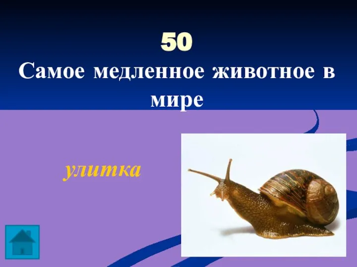 50 Самое медленное животное в мире улитка