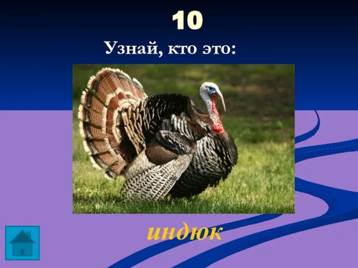 10 индюк Узнай, кто это: