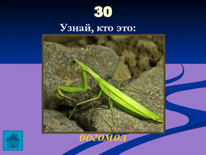 30 богомол Узнай, кто это: