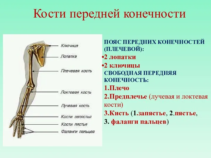 Кости передней конечности ПОЯС ПЕРЕДНИХ КОНЕЧНОСТЕЙ (ПЛЕЧЕВОЙ): 2 лопатки 2 ключицы