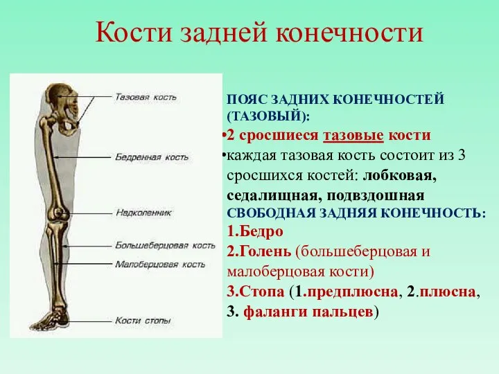 Кости задней конечности ПОЯС ЗАДНИХ КОНЕЧНОСТЕЙ (ТАЗОВЫЙ): 2 сросшиеся тазовые кости