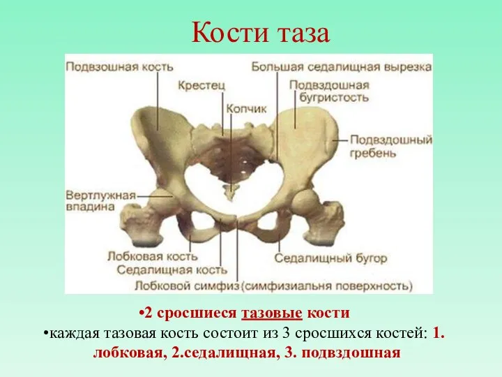 Кости таза 2 сросшиеся тазовые кости каждая тазовая кость состоит из