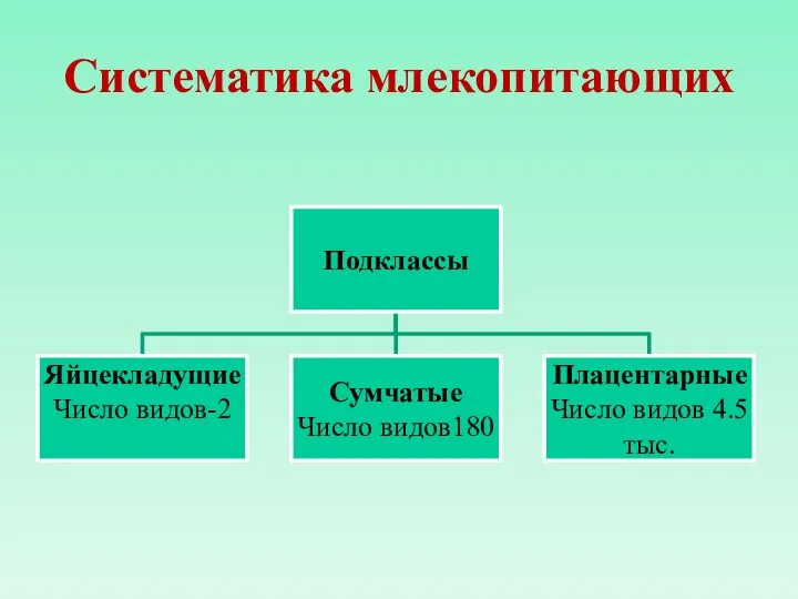 Систематика млекопитающих