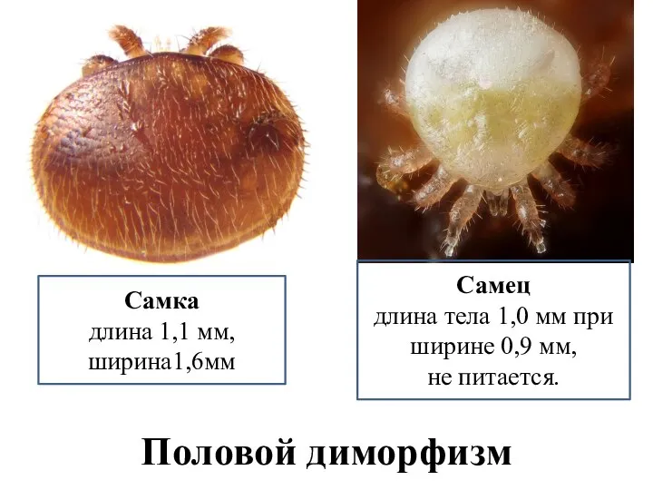 Самка длина 1,1 мм, ширина1,6мм Самец длина тела 1,0 мм при