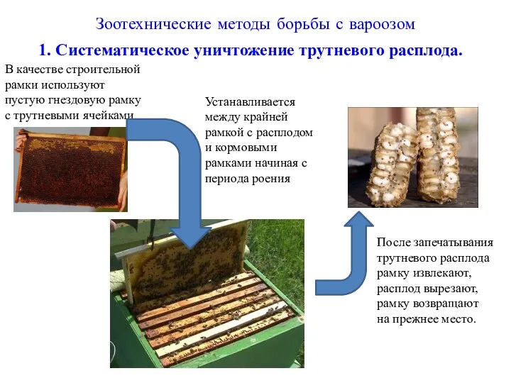 Зоотехнические методы борьбы с вароозом 1. Систематическое уничтожение трутневого расплода. После