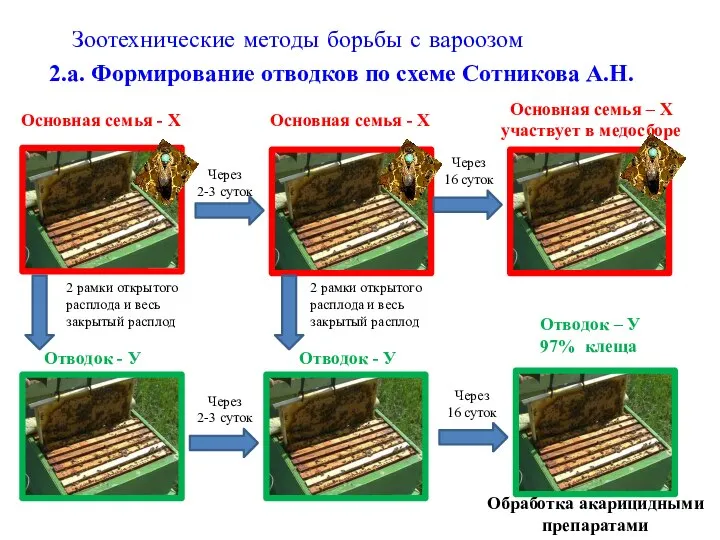 Зоотехнические методы борьбы с вароозом 2.а. Формирование отводков по схеме Сотникова
