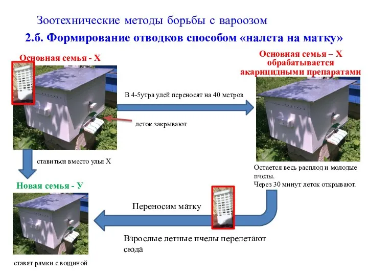 Зоотехнические методы борьбы с вароозом 2.б. Формирование отводков способом «налета на