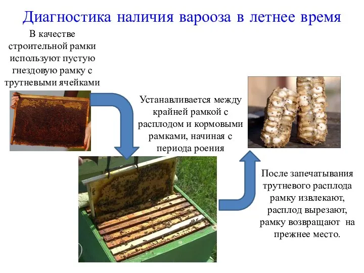 Диагностика наличия варооза в летнее время В качестве строительной рамки используют