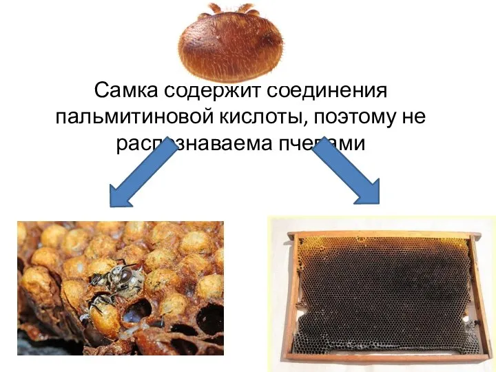 Самка содержит соединения пальмитиновой кислоты, поэтому не распознаваема пчелами