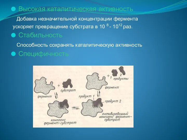 Высокая каталитическая активность Добавка незначительной концентрации фермента ускоряет превращение субстрата в