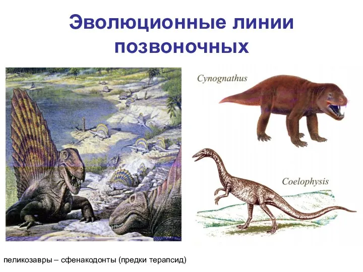 Эволюционные линии позвоночных пеликозавры – сфенакодонты (предки терапсид)