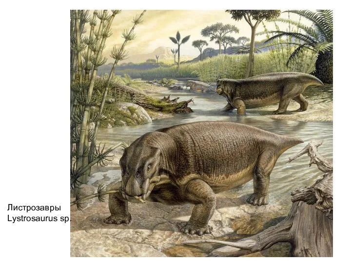 Листрозавры Lystrosaurus sp.