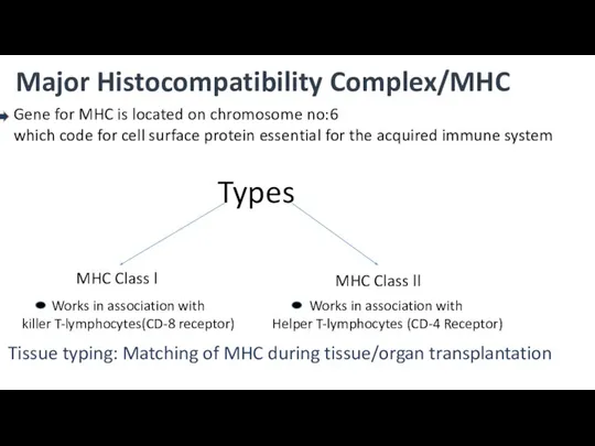 Major Histocompatibility Complex/MHC Gene for MHC is located on chromosome no:6