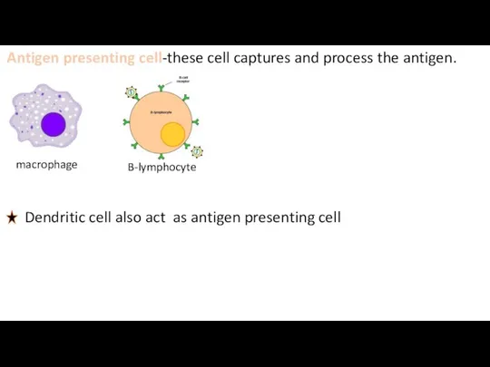 Antigen presenting cell-these cell captures and process the antigen. macrophage B-lymphocyte
