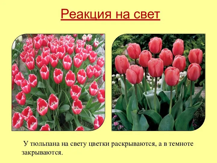 У тюльпана на свету цветки раскрываются, а в темноте закрываются. Реакция на свет