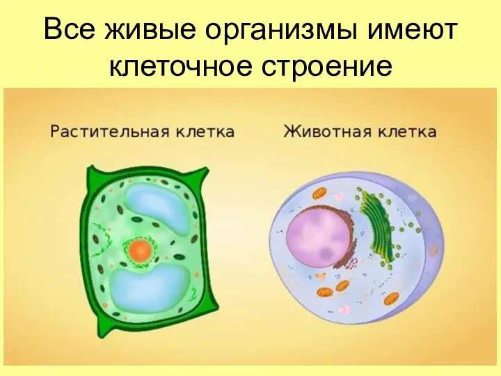Все живые организмы имеют клеточное строение
