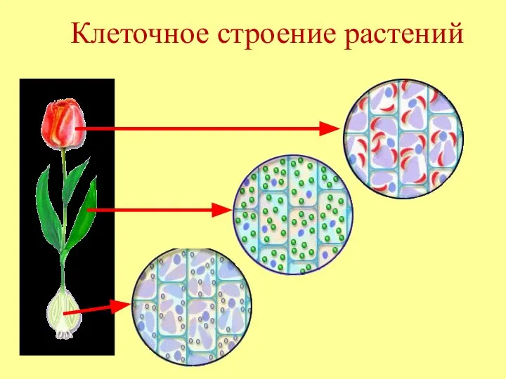 Клеточное строение растений