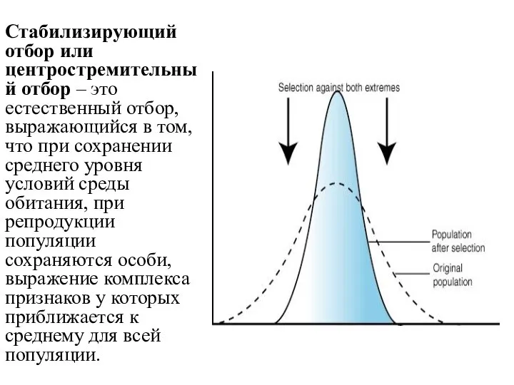 Стабилизирующий отбор или центростремительный отбор – это естественный отбор, выражающийся в