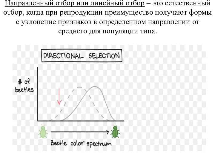 Направленный отбор или линейный отбор – это естественный отбор, когда при