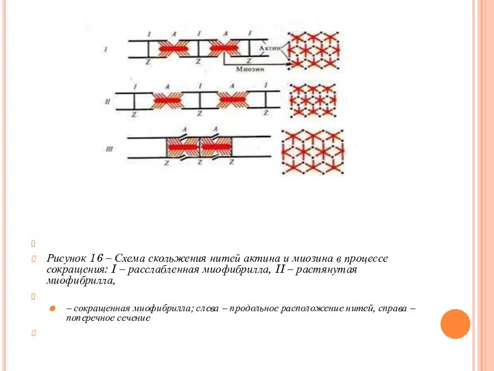 Рисунок 16 – Схема скольжения нитей актина и миозина в процессе