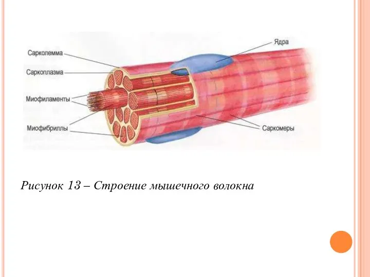 Рисунок 13 – Строение мышечного волокна