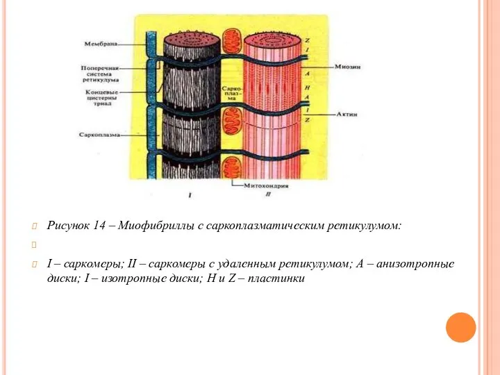 Рисунок 14 – Миофибриллы с саркоплазматическим ретикулумом: I – саркомеры; II