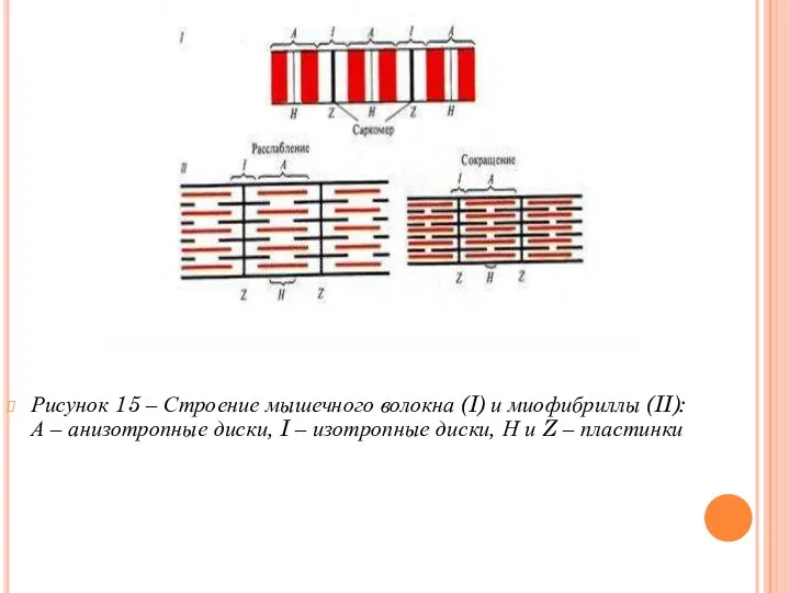 Рисунок 15 – Строение мышечного волокна (I) и миофибриллы (II): А