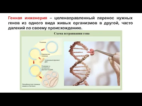 Генная инженерия – целенаправленный перенос нужных генов из одного вида живых