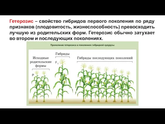 Гетерозис – свойство гибридов первого поколения по ряду признаков (плодовитость, жизнеспособность)