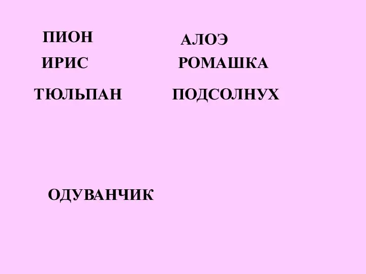 ПИОН ИРИС ОДУВАНЧИК АЛОЭ ПОДСОЛНУХ ТЮЛЬПАН РОМАШКА