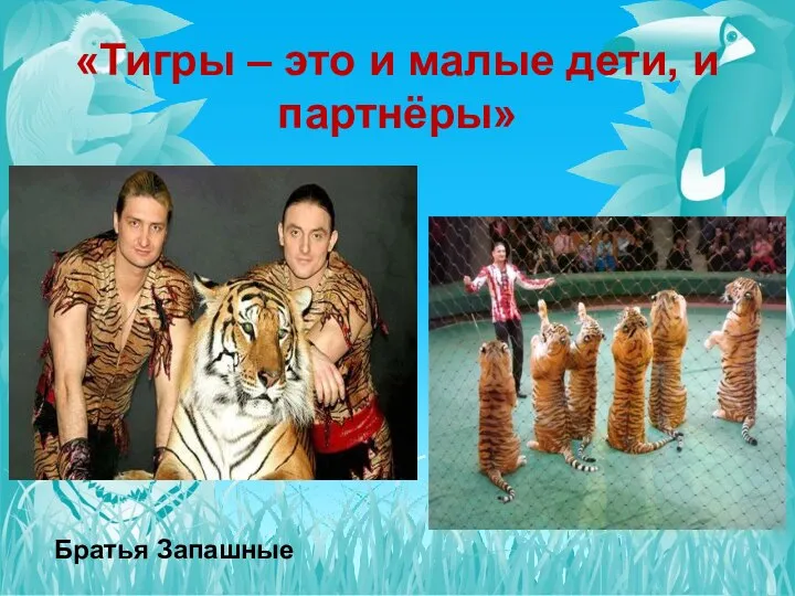 «Тигры – это и малые дети, и партнёры» Братья Запашные
