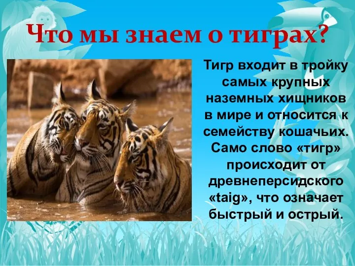 Что мы знаем о тиграх? Тигр входит в тройку самых крупных