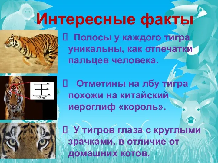 Интересные факты Полосы у каждого тигра уникальны, как отпечатки пальцев человека.