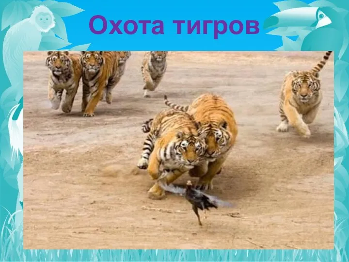 Охота тигров