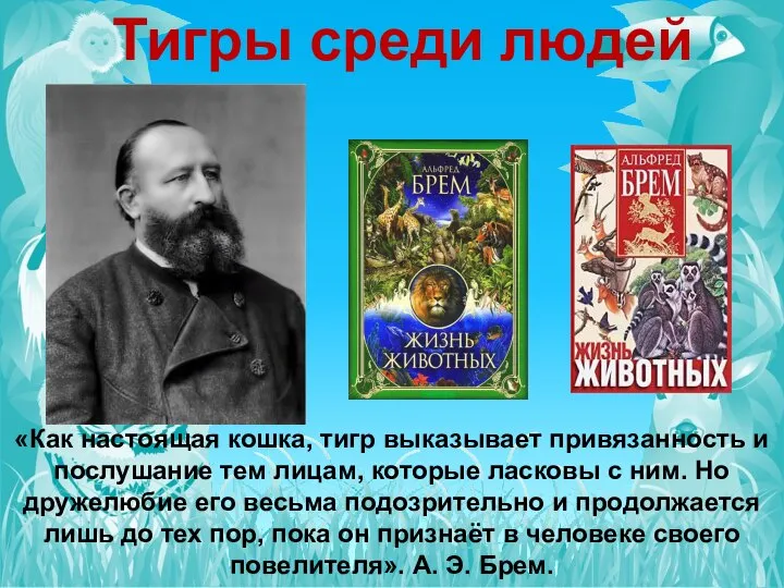 Тигры среди людей «Как настоящая кошка, тигр выказывает привязанность и послушание