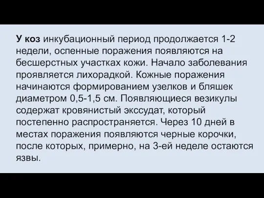 У коз инкубационный период продолжается 1-2 недели, оспенные поражения появляются на