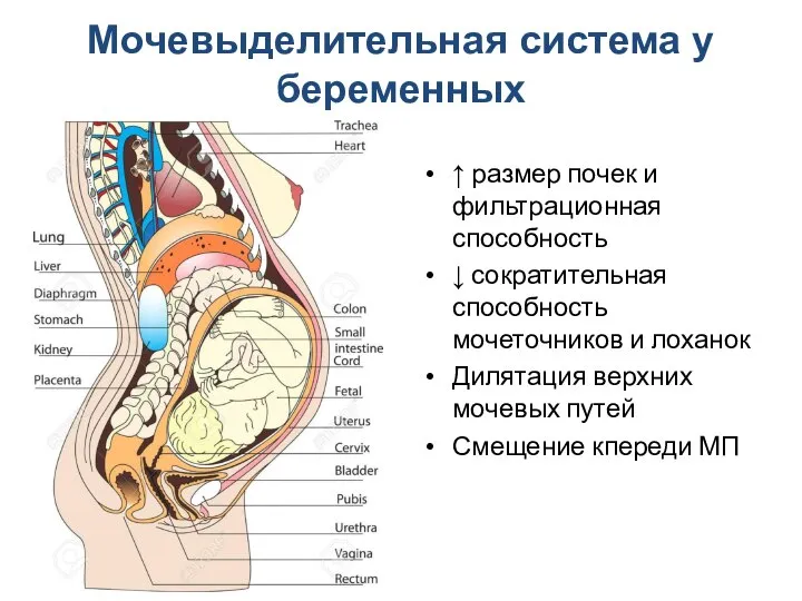 Мочевыделительная система у беременных ↑ размер почек и фильтрационная способность ↓