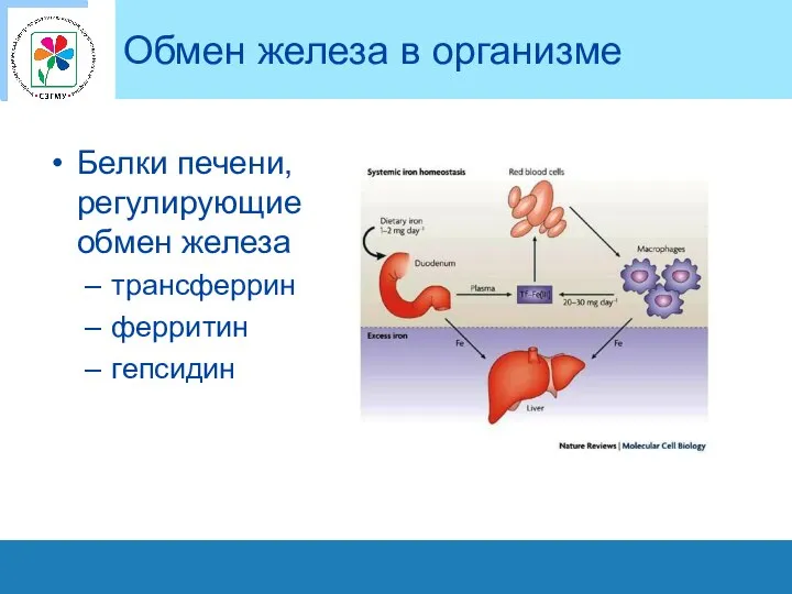 Обмен железа в организме Белки печени, регулирующие обмен железа трансферрин ферритин гепсидин