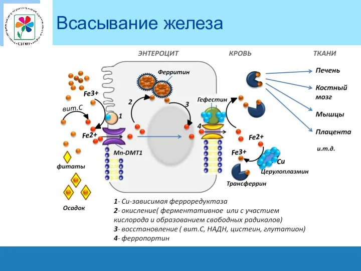 Всасывание железа