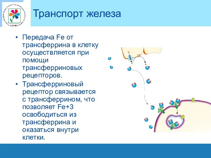 Транспорт железа Передача Fe от трансферрина в клетку осуществляется при помощи