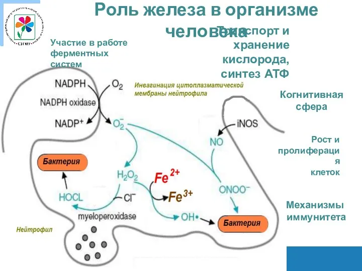 Участие в работе ферментных систем Рост и пролиферация клеток Механизмы иммунитета