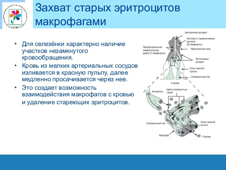 Захват старых эритроцитов макрофагами Для селезёнки характерно наличие участков незамкнутого кровообращения.